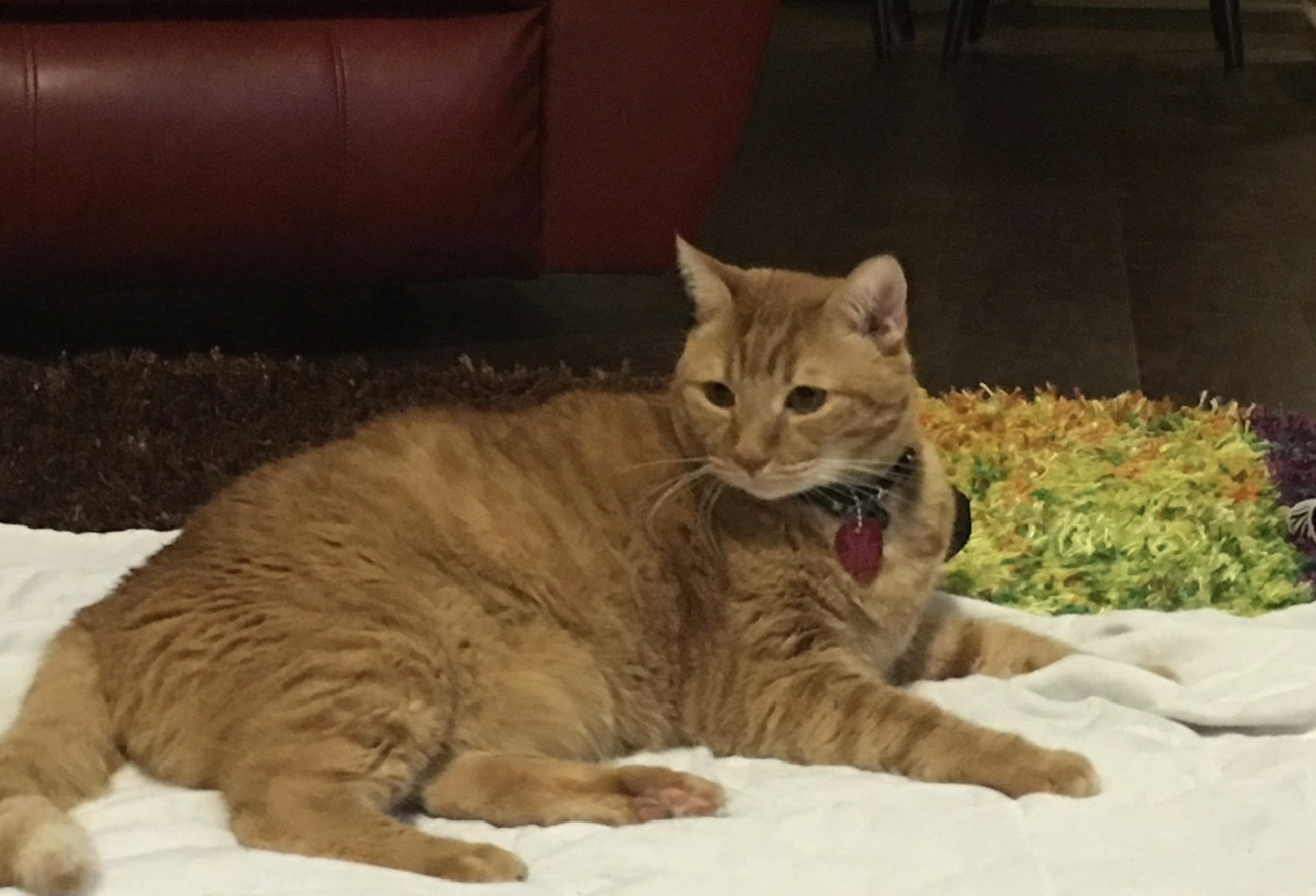 The Cat-troversy… A Cat Story Sequel