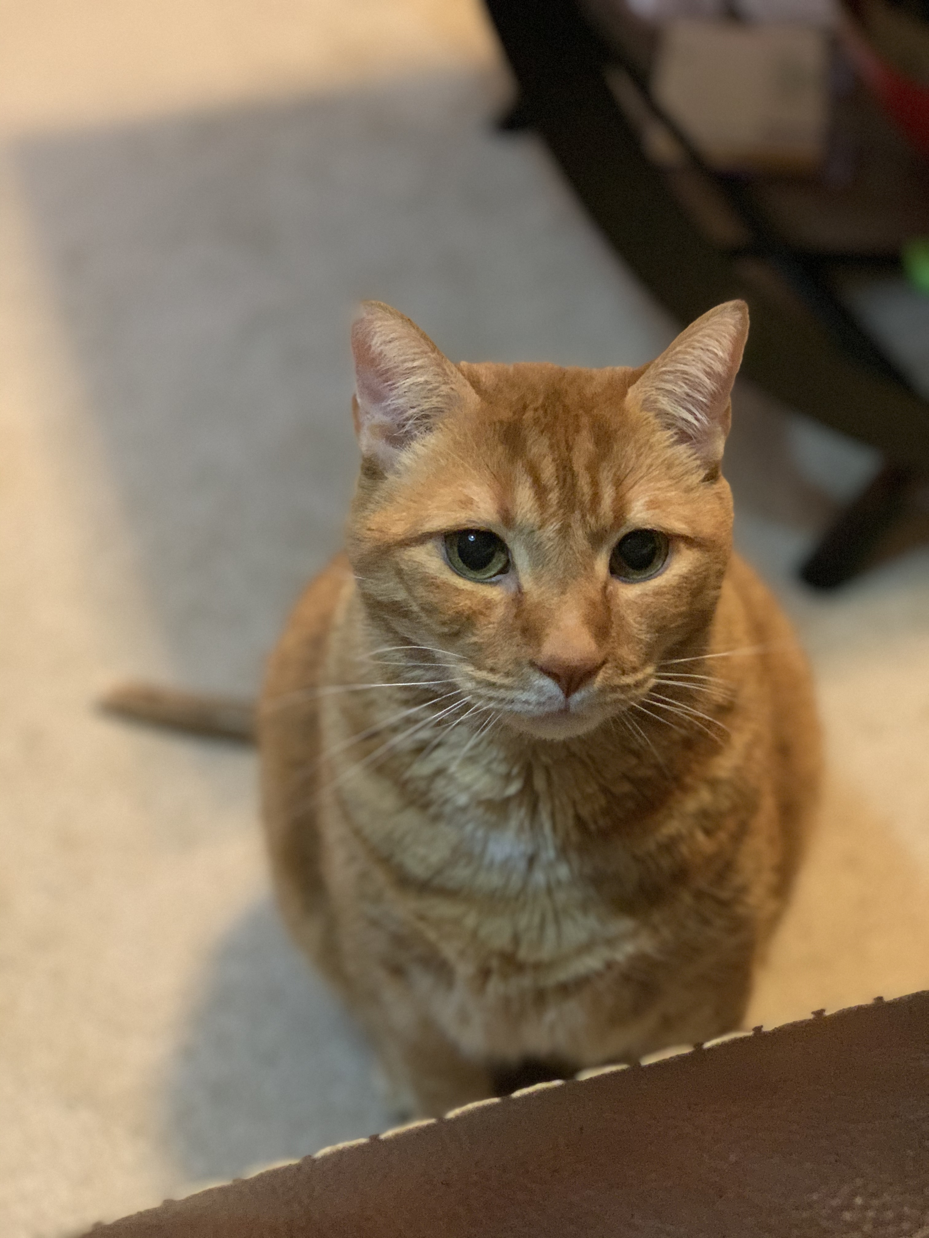 The Cat Story